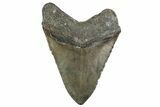 Huge, Fossil Megalodon Tooth - North Carolina #381352-2